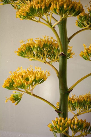 Yellow agave flowers seeds for future mezcal