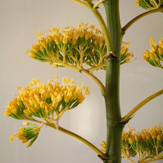 Yellow agave flowers seeds for future mezcal