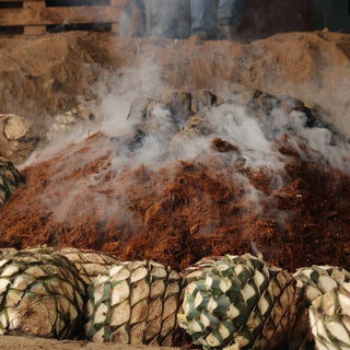 Agave hearts pinas ready roasting mezcal