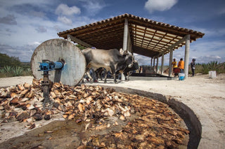 Mezcal destilado process crush tahona