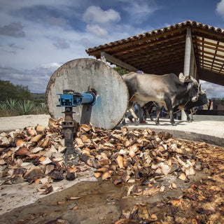 Mezcal destilado process crush tahona m