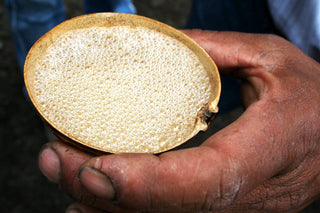 Mezcal destilado process perlas alcohol level