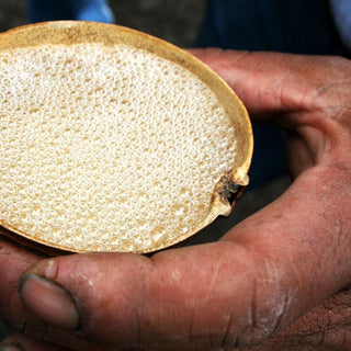 Mezcal destilado process perlas alcohol level m